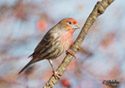 Carpodacus mexicanus